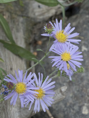 Symphyotrichum spathulatum