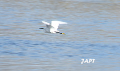 Egretta garzetta