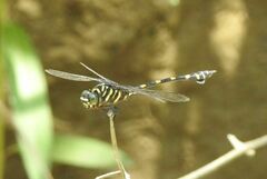 Ictinogomphus decoratus
