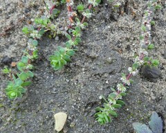 Illecebrum verticillatum