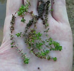 Illecebrum verticillatum