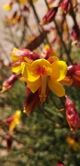Caesalpinieae