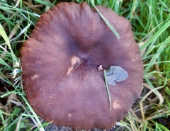 Pseudoclitocybe cyathiformis