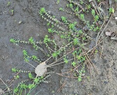 Illecebrum verticillatum