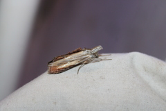 Cucullia convexipennis