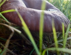 Pseudoclitocybe cyathiformis