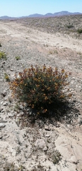 Caesalpinieae