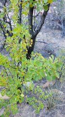 Fraxinus anomala