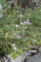 Symphyotrichum spathulatum