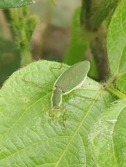 Odontomantis
