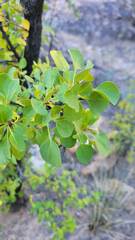 Fraxinus anomala