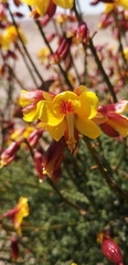 Caesalpinieae