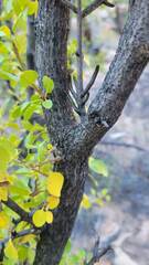 Fraxinus anomala