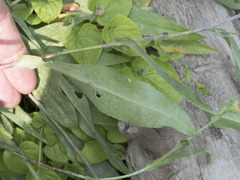 Symphyotrichum spathulatum