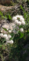 Ageratina havanensis