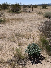 Penstemon albomarginatus