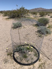 Penstemon albomarginatus