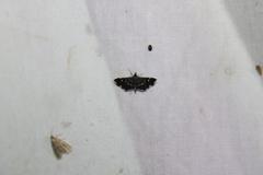 Diathrausta harlequinalis