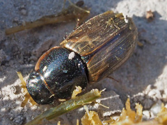 Melinopterus prodromus