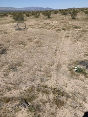 Penstemon albomarginatus