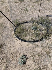 Penstemon albomarginatus