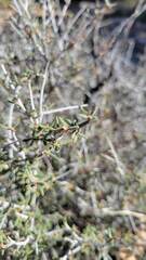 Cercocarpus intricatus