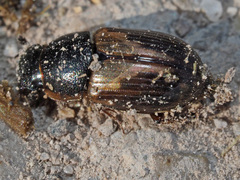 Melinopterus prodromus
