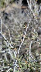 Cercocarpus intricatus