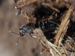 Aleochara