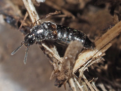 Aleochara