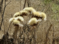 Cynara cardunculus