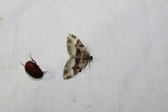 Xanthorhoe lacustrata