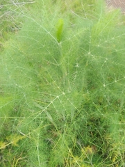Foeniculum