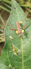 Riptortus linearis