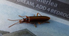 Thelyphassa lineata