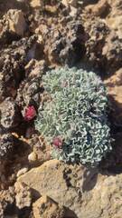 Eriogonum ovalifolium