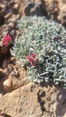 Eriogonum ovalifolium