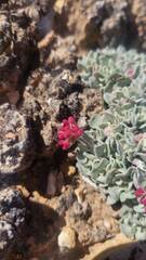 Eriogonum ovalifolium