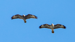 Buteo buteo buteo