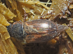 Melinopterus prodromus
