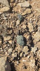 Eriogonum ovalifolium