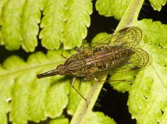 Dictyopharinae