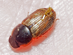 Melinopterus