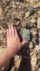 Eriogonum ovalifolium