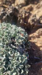 Eriogonum ovalifolium