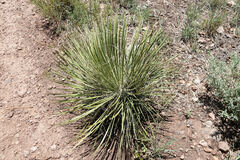 Yucca elata