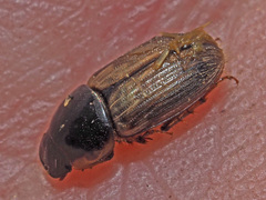 Melinopterus