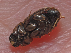 Melinopterus