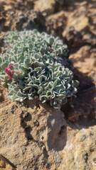 Eriogonum ovalifolium