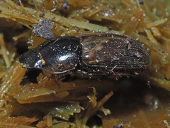 Melinopterus